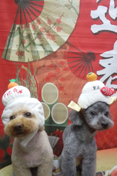 千葉県船橋市のトイプードルのトリミング画像