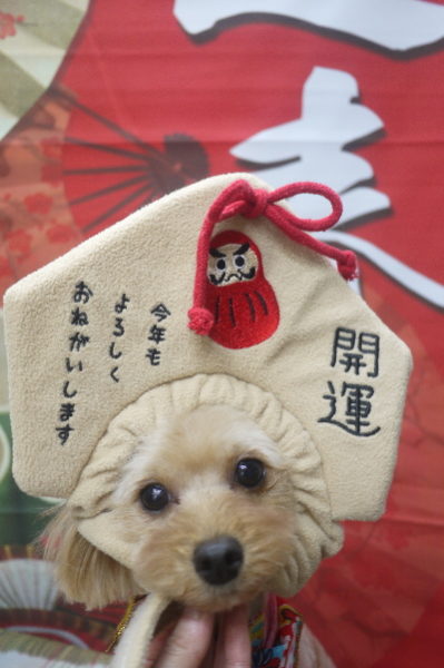 千葉県鎌ヶ谷市のミックス犬のトリミング画像