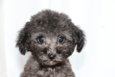 タイニープードルシルバーの子犬メス、生後2ヵ月画像