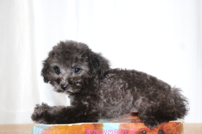 タイニープードルシルバーの子犬メス、生後2ヵ月画像
