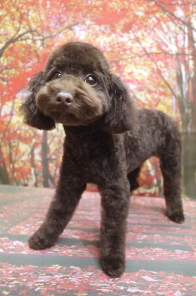 福井県のブリーダー。トイプードルブラウンの子犬メス、リンダちゃん画像