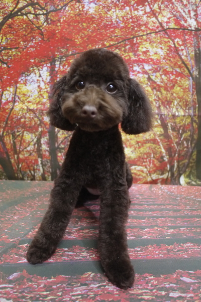 福井県のブリーダー。トイプードルブラウンの子犬メス、リンダちゃん画像