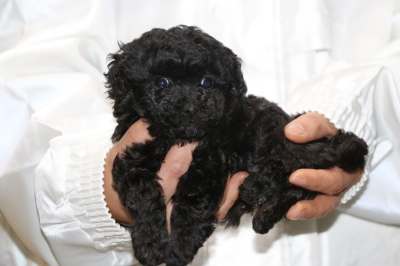 トイプードルブラック(黒)の子犬メス、生後5週間画像