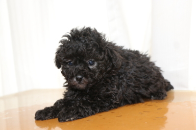 ティーカッププードルシルバーの子犬オス、生後6週間画像