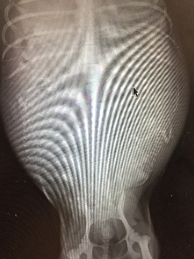 トイプードルブラック(黒)妊娠犬のレントゲン写真