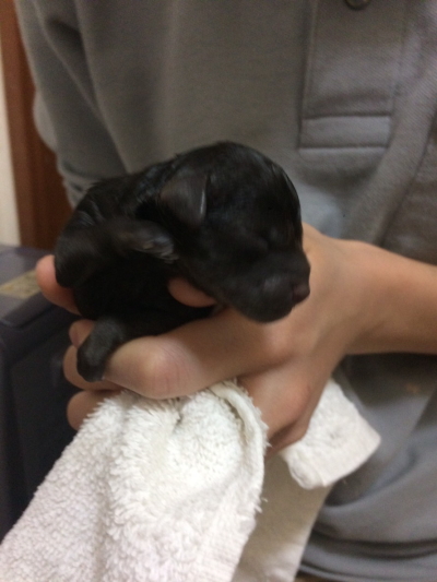 トイプードルブラウンの子犬オス、産まれたばかり画像