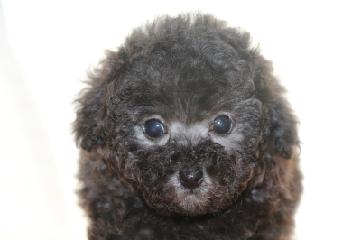 ティーカッププードルシルバーの子犬オス、生後7週間画像