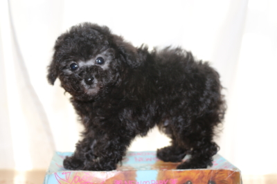 ティーカッププードルシルバーの子犬オス、生後7週間画像