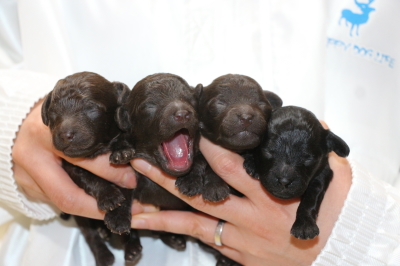 トイプードルブラウンオス2頭メス1頭ブラック(黒)メス1頭、生後1週間画像