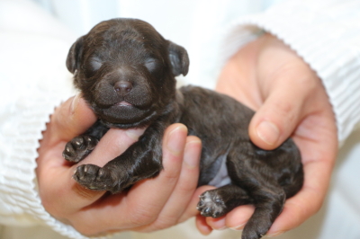 トイプードルブラウンの子犬オス、生後1週間画像