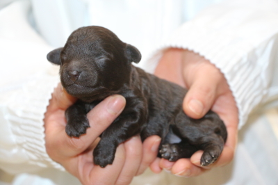 トイプードルブラウンの子犬メス、生後1週間画像