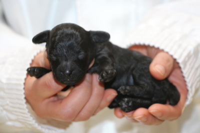 トイプードルブラック(黒)の子犬メス、生後1週間画像
