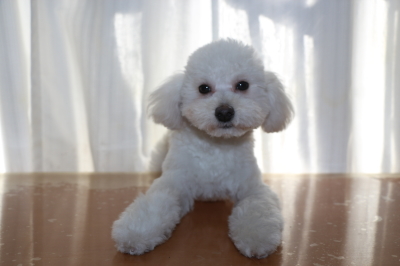 トイプードルホワイト(白)の子犬オス、生後半年画像