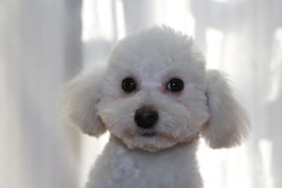 トイプードルホワイト(白)の子犬オス、生後半年画像