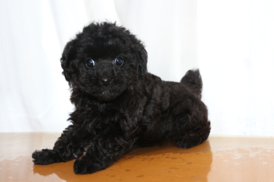 トイプードルブラック(黒)の子犬メス、生後7週間画像