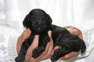 トイプードルブラック(黒)の子犬メス、生後2週間画像