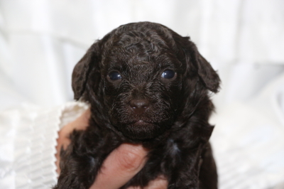 トイプードルブラウンの子犬オス、生後3週間画像