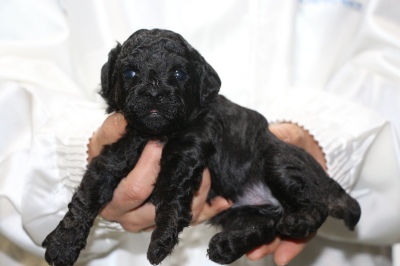 トイプードルブラック(黒)の子犬メス、生後3週間画像