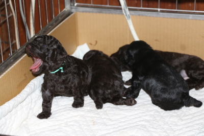 トイプードルの子犬、ブラウンオス2頭メス1頭ブラック(黒)メス1頭、生後3週間画像