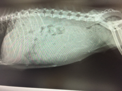 トイプードルホワイト(白)妊娠犬のレントゲン写真