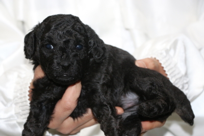 トイプードルブラック(黒)の子犬メス、生後4週間画像