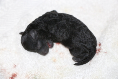 トイプードルシルバーの子犬、産まれたばかり画像