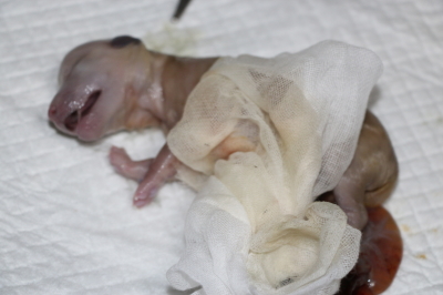 トイプードルホワイト(白)の子犬メス、産まれたばかり画像