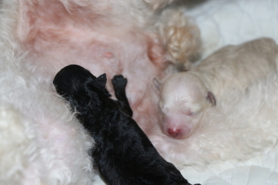 トイプードルシルバーとホワイト(白)の子犬メス、産まれたばかり画像