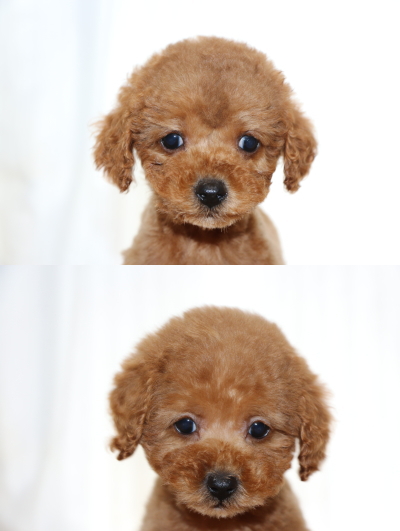 トイプードルレッドの子犬メス、生後2ヵ月画像