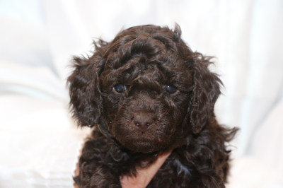トイプードルブラウンの子犬オス、生後5週間画像