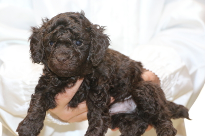 トイプードルブラウンの子犬オス、生後5週間画像
