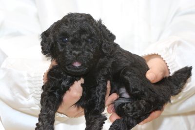 トイプードルブラック(黒)の子犬メス、生後5週間画像