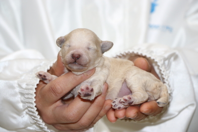 トイプードルホワイト(白)の子犬メス、生後1週間画像