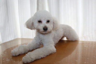 トイプードルホワイト(白)の子犬オス、生後7ヵ月画像