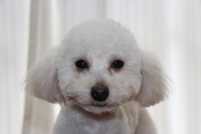 トイプードルホワイト(白)の子犬オス、生後7ヵ月画像