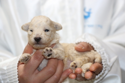 トイプードルホワイト(白)の子犬メス、生後2週間画像