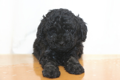 トイプードルブラック(黒)の子犬メス、生後6週間画像