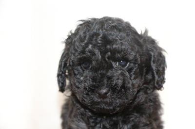 トイプードルブラック(黒)の子犬メス、生後6週間画像