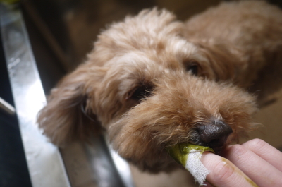 千葉県船橋市のトイプードルのハーブ歯磨き画像