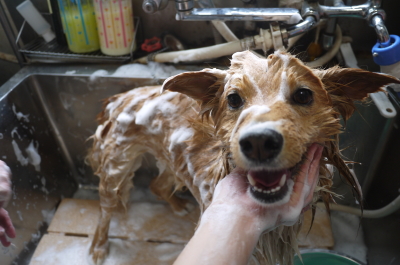千葉県鎌ケ谷市のミックス犬のシャンプー画像