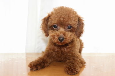 トイプードルレッドの子犬オス、生後4ヵ月画像