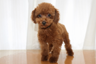 トイプードルレッドの子犬オス、生後4ヵ月画像