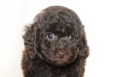 トイプードルブラウンの子犬オス、生後7週間画像