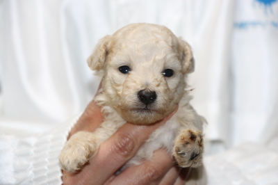 トイプードルホワイト(白)の子犬メス、生後3週間画像