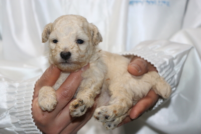トイプードルホワイト(白)の子犬メス、生後3週間画像
