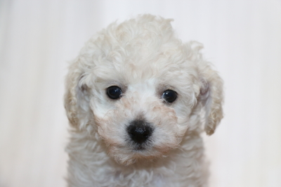 トイプードルホワイト(白)の子犬メス、生後6週間画像