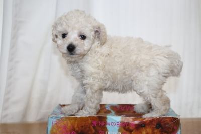 トイプードルホワイト(白)の子犬メス、生後6週間画像