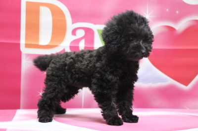 トイプードルブラック(黒)の子犬メス、茨城県守谷市オミちゃん画像