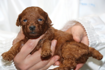 タイニープードルレッドの子犬メス、生後3週間画像