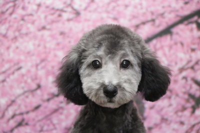 トイプードルシルバーの子犬オス、東京都町田市ハル君画像